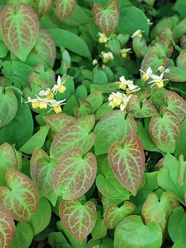 Epimedium x versicolor Sulphureum Barrenwort