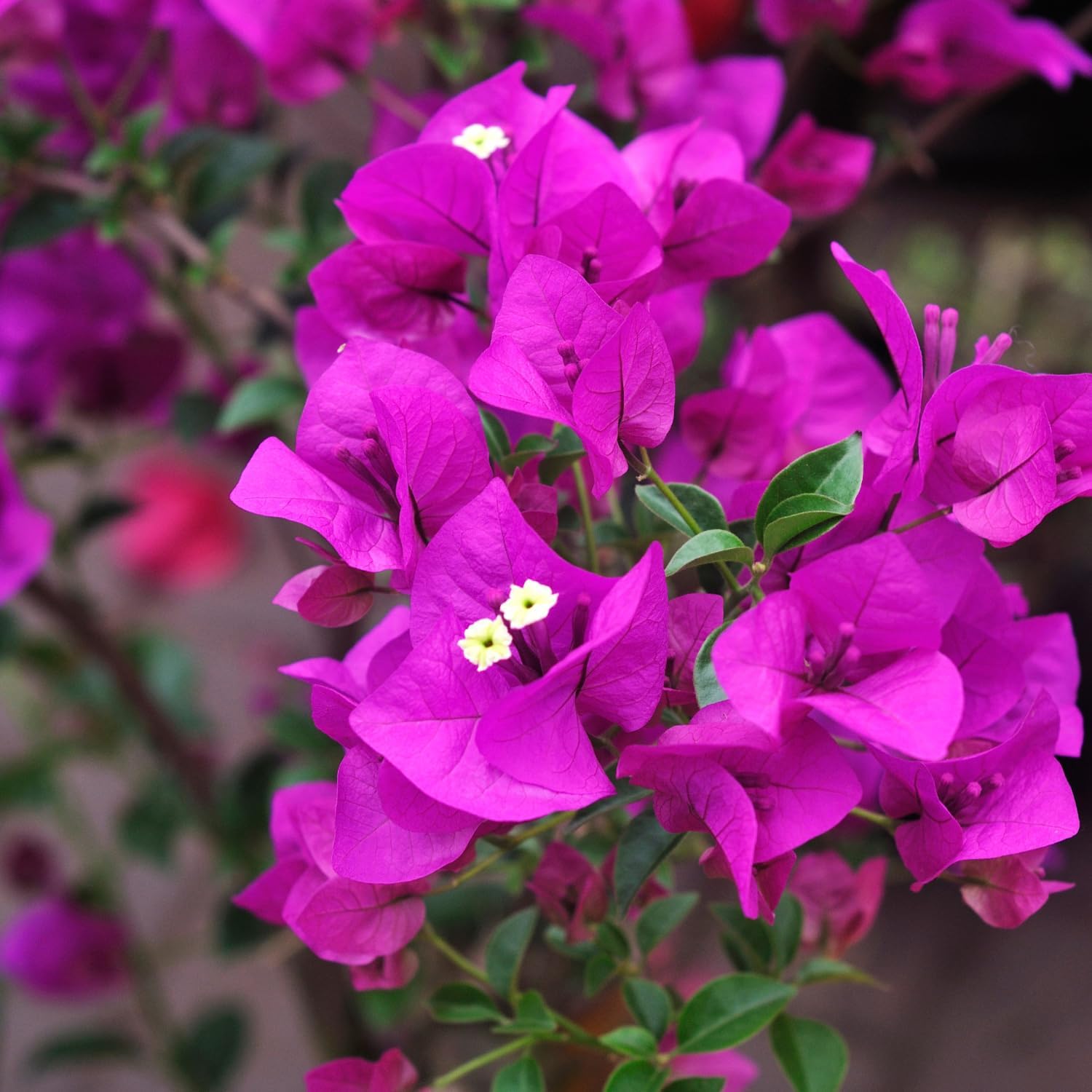 Pack 3 Mix Color Bougainvillea Plants, 5-8" Live Starter Plants, Perennial Bougainvillea Flower Vine Bush for Planting, Well-Rooted, No Pot