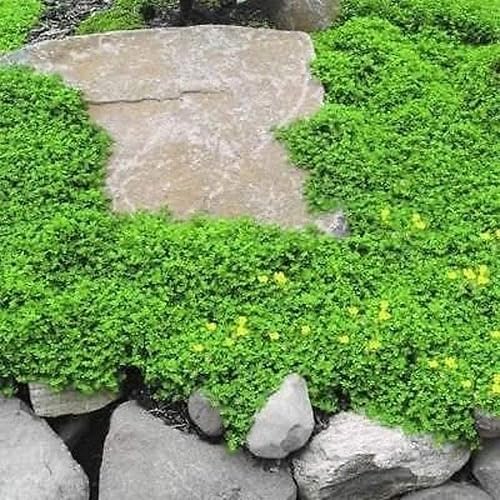Miniatura 2 de Más de 1,000 semillas de alfombra verde para plantar al aire libre - Rupturewort (Herniaria Glabra)