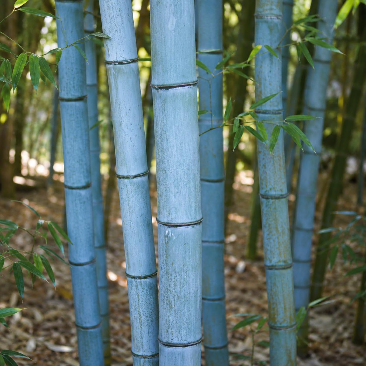 Bambù Blu Phyllostachys glaucescens Pianta Ornamentale da Esterno 200/250 cm Vaso 28, Verde, 1 Pezzo