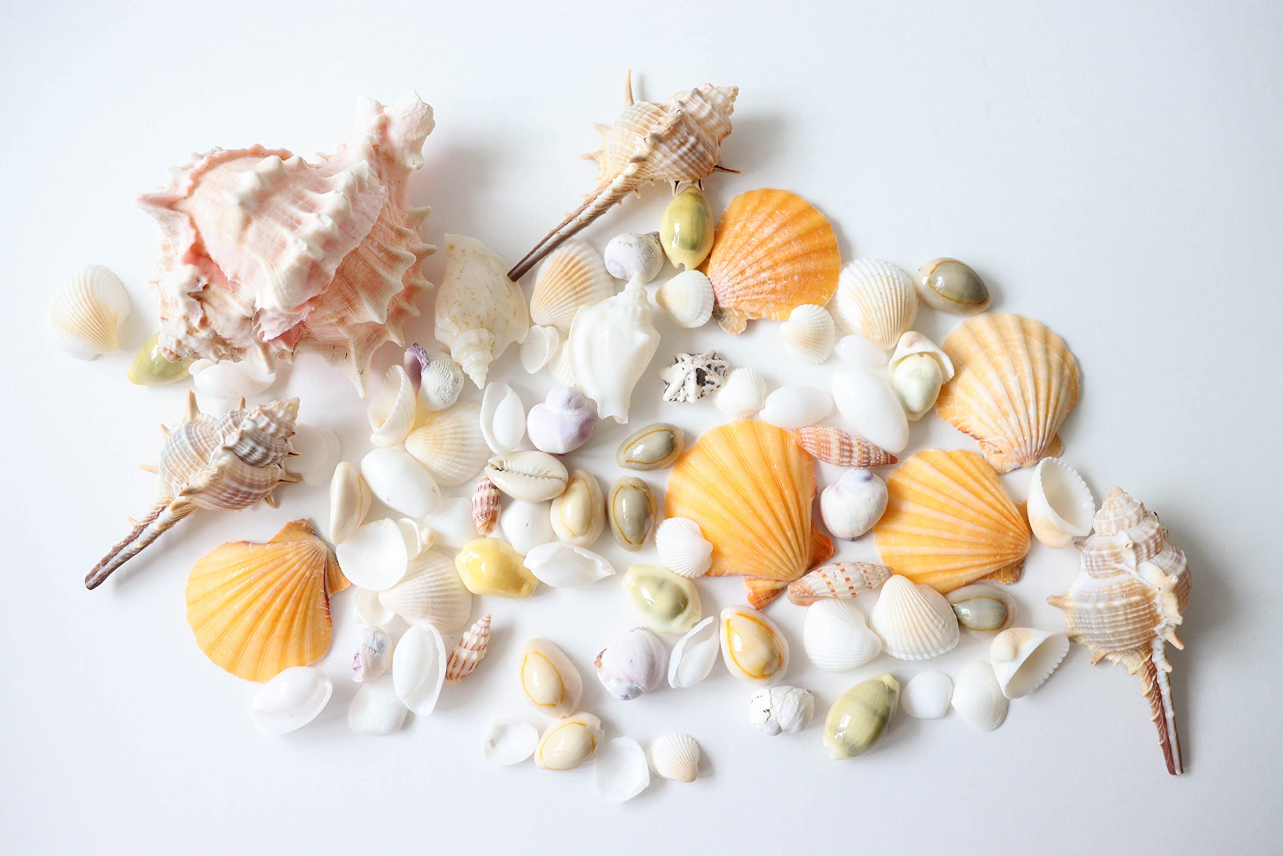 コレクション 琉球ミニミニミニ貝殻10個セット 春の香 琉球ミニ