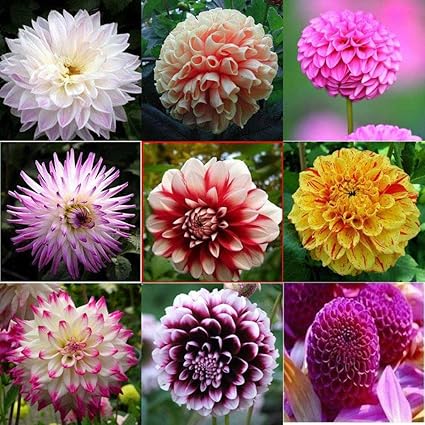 Dahlien Knollen Winterhart Mix Geschenke FüR Gartenliebhaber Blumen