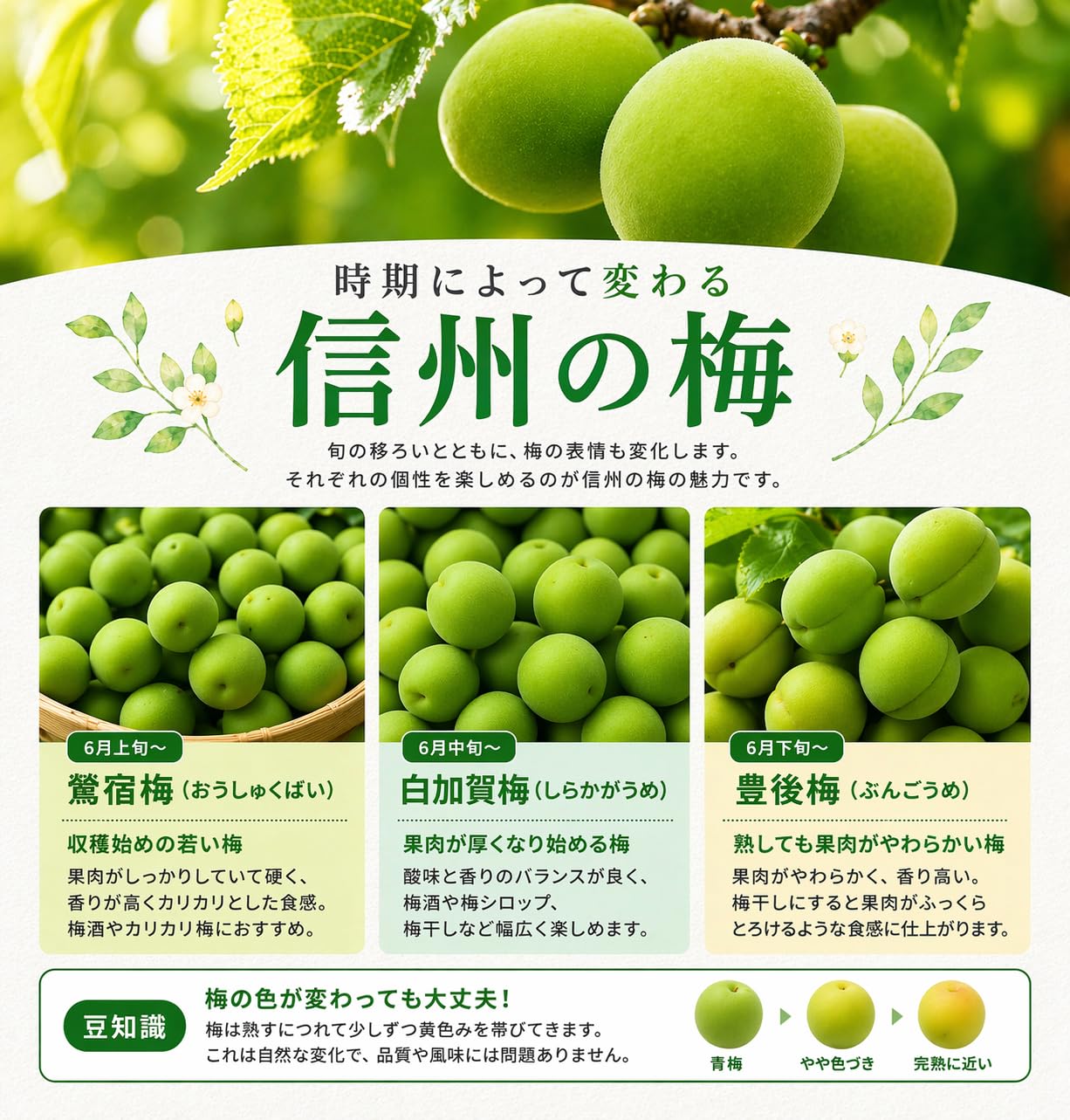 Amazon.co.jp: 訳あり 中梅 青梅 信州産 10キロ : 食品・飲料・お酒