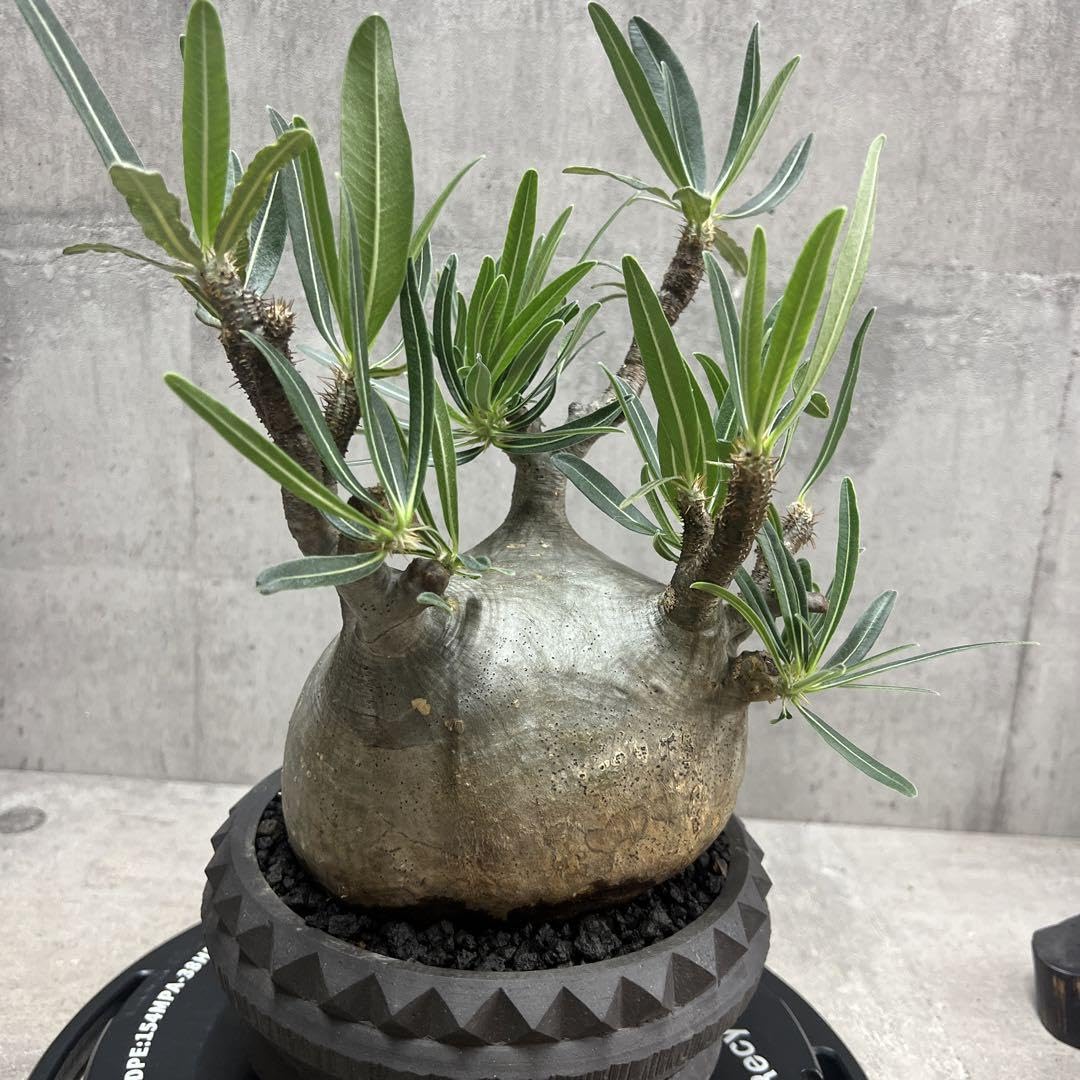 Amazon.co.jp: パキポディウム グラキリス 発根済 現地株 大株