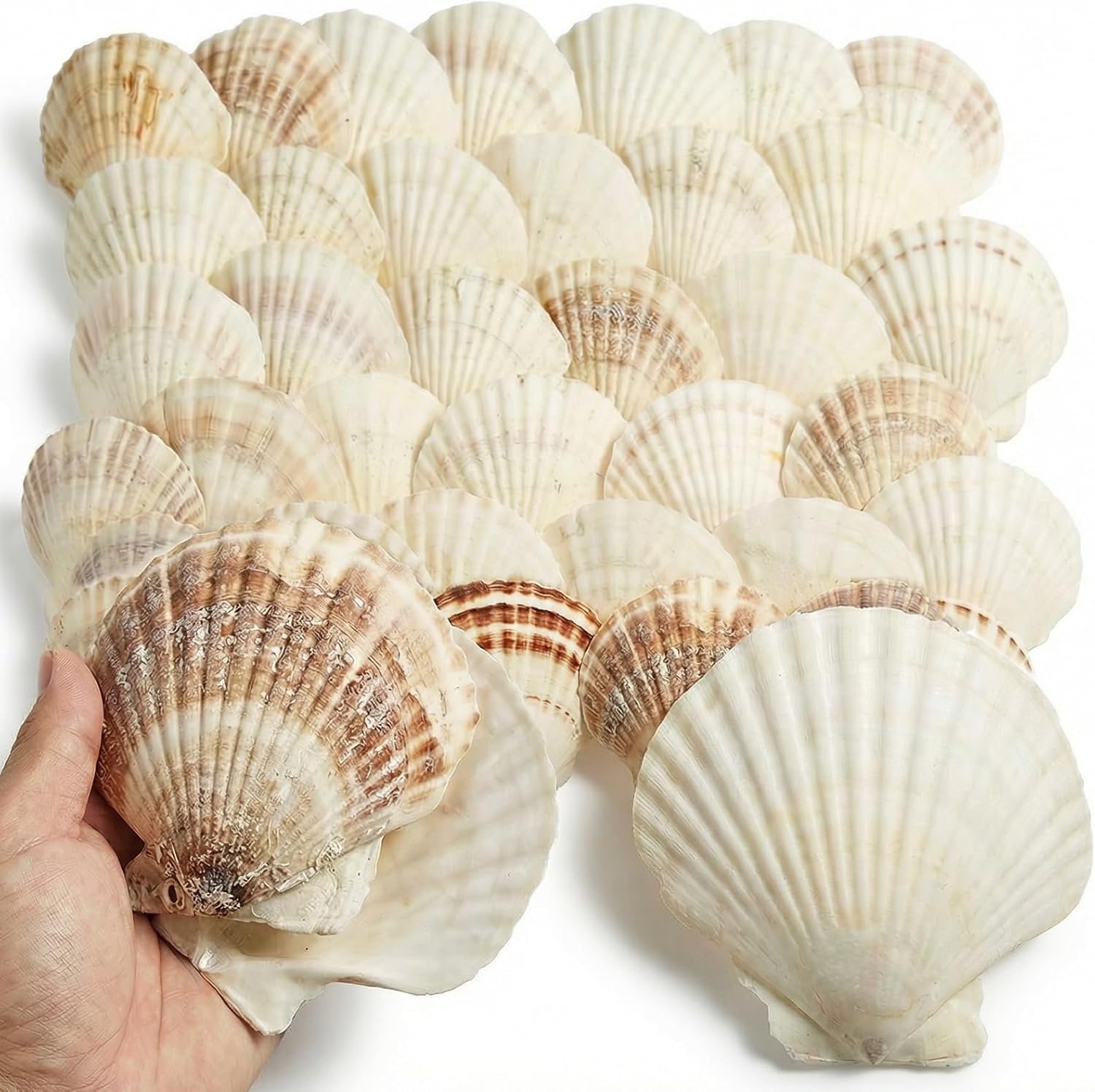 Foribyw Natural Scallop Shells for Crafts, 60 Pack, Large 10-12 cm, White
