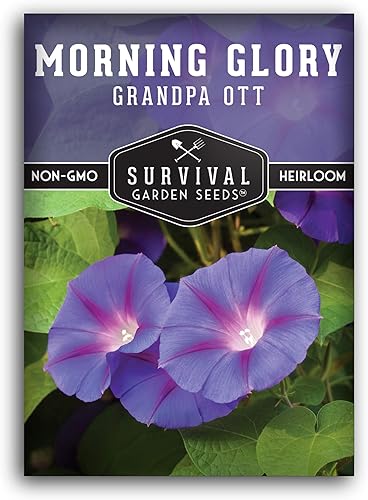 Miniatura 8 de Survival Garden Seeds - Grandpa OTT - Semilla de gloria matutina para plantar - 2 paquetes con instrucciones para plantar y cultivar Ipomoea