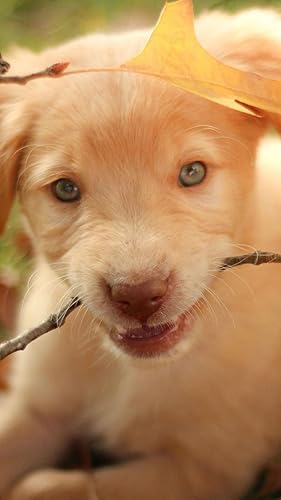 Papel de parede filhote de cachorro bebê