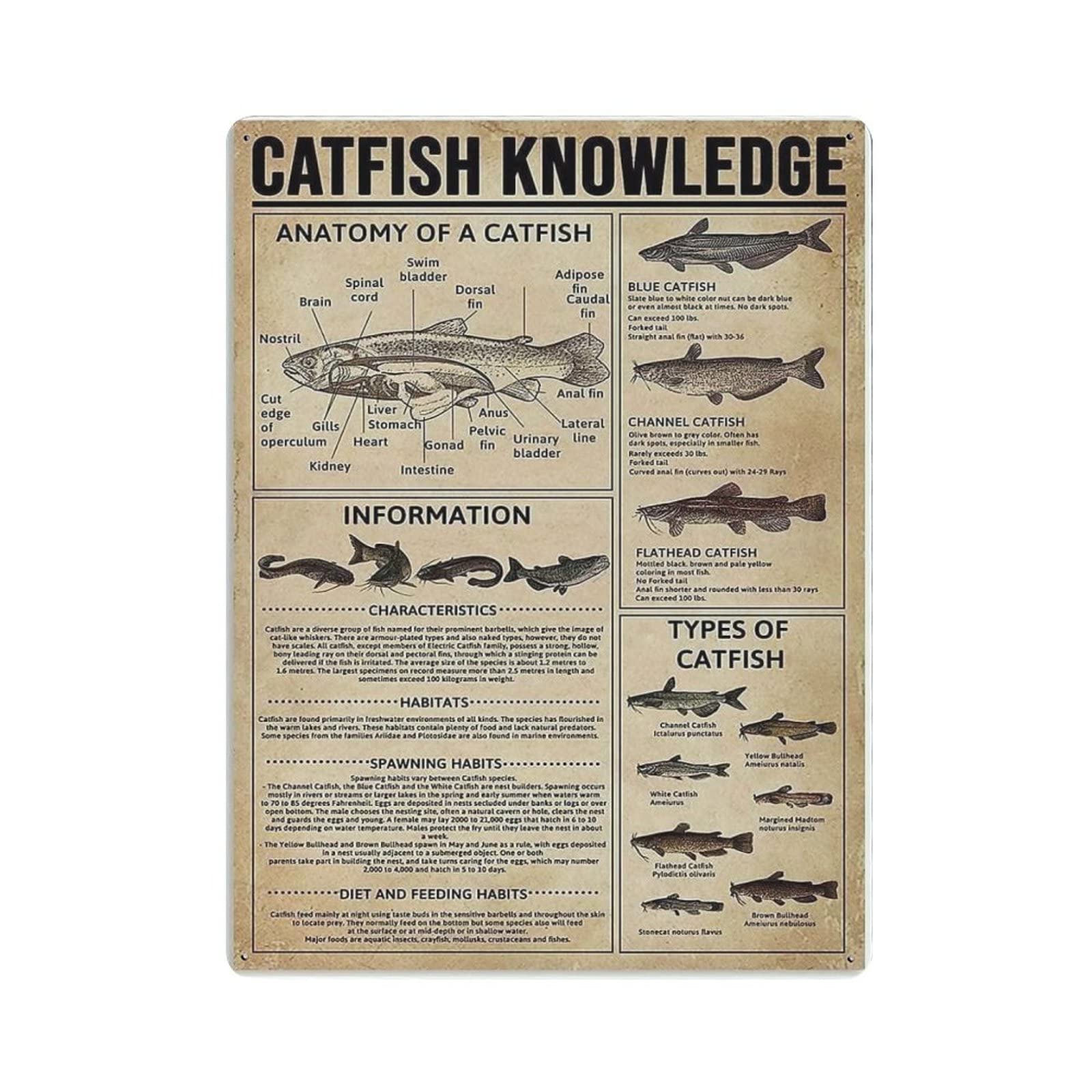 rayprint Catfish Knowledge Poster Metal Tin Sign Art Wall Plaque Decor Vintage Retro Sign Iron Painting Aluminum Sign for Home Decor Bar Shop Men Cave Outdoor Garage Indoor 16"x12"