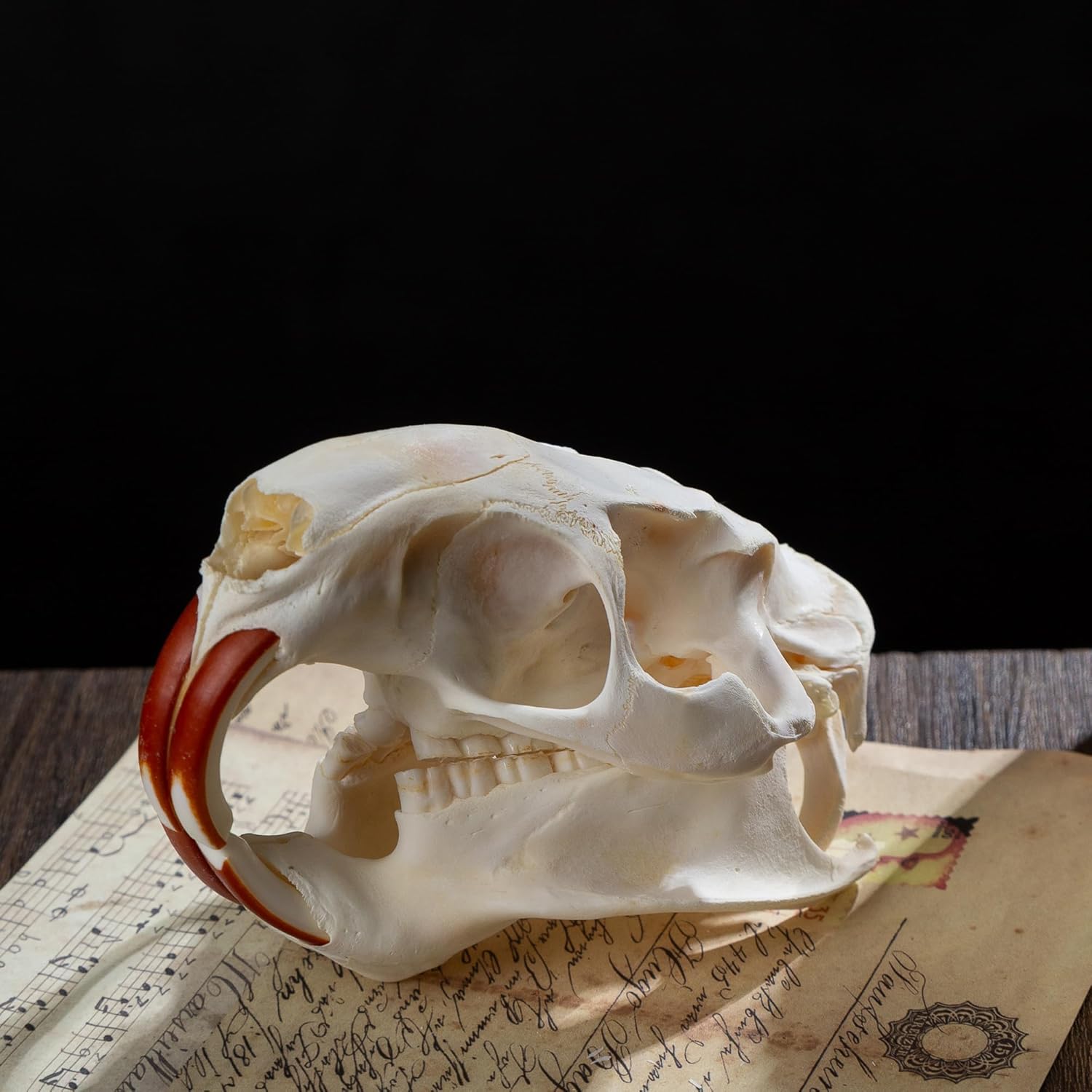 Real Animal Skulls - Unique Collectible Gifts of Real Animal Taxidermy for Science Education 1PCS (Cat Skull)