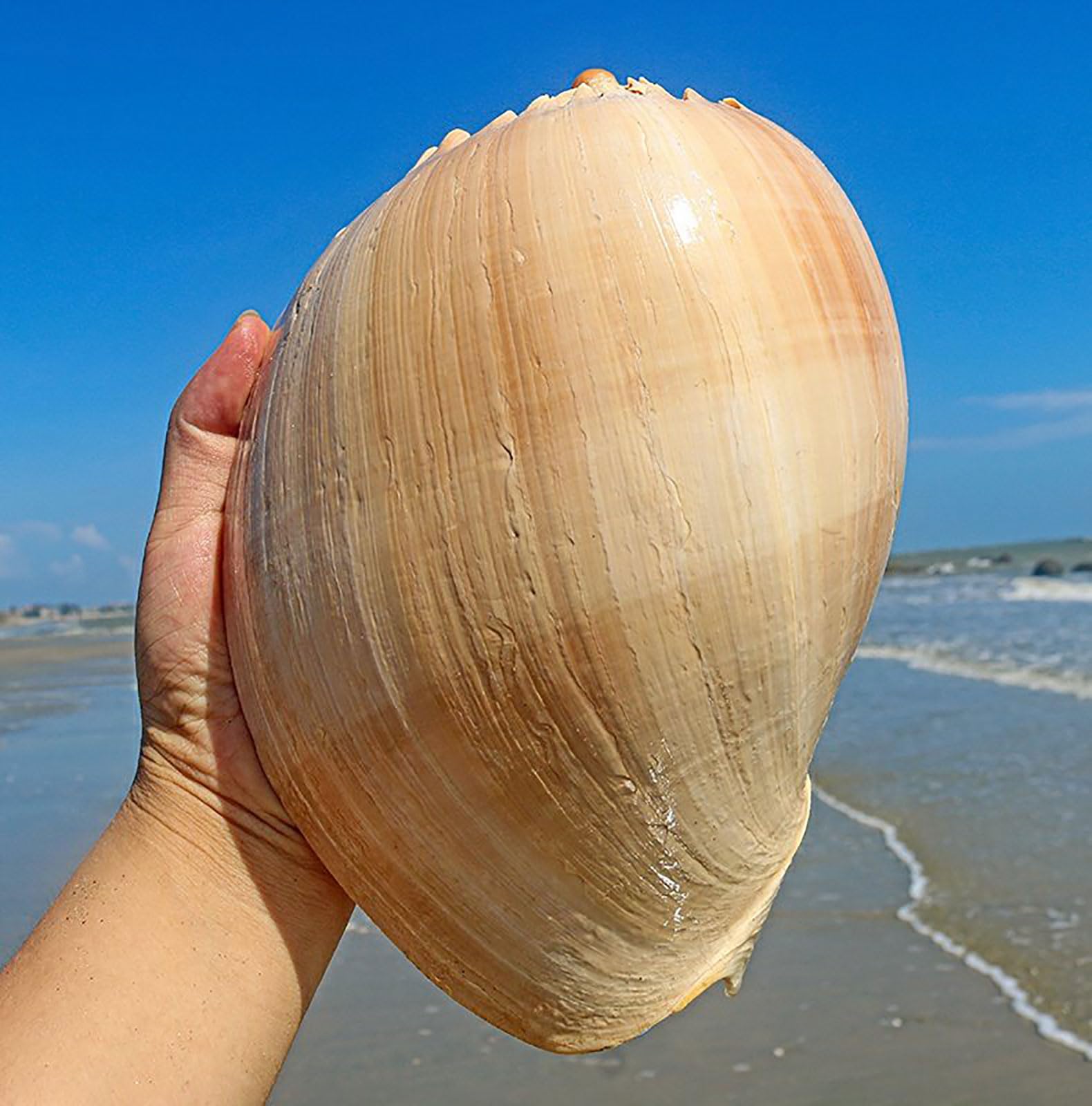 COYOUCO Conchiglie Naturali, Conchiglie giganti da Spiaggia Ottimo per Acquario Decorazione di Nozze Festa a Tema Spiaggia Decorazioni per la casa Artigianato Fai-da-Te Piante d'Aria,F