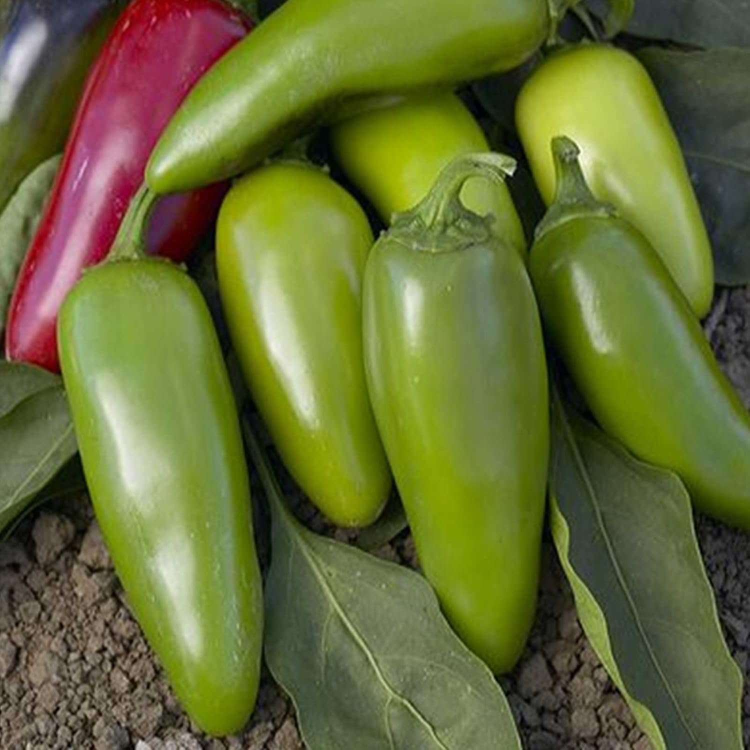 Jalapeno M Hot Pepper Garden Seeds - 4 Oz - Non-GMO, Heirloom, Organic Vegetable Gardening Chili Seed