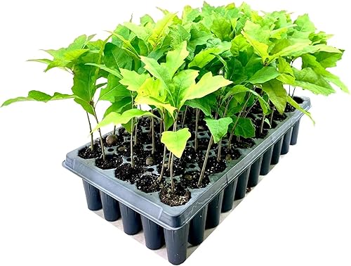 Miniatura 2 de Roble rojo Shumard  3 árboles vivos  Quercus Shumardii  Plantación de sombra resistente a la sequía resistente a la intemperie