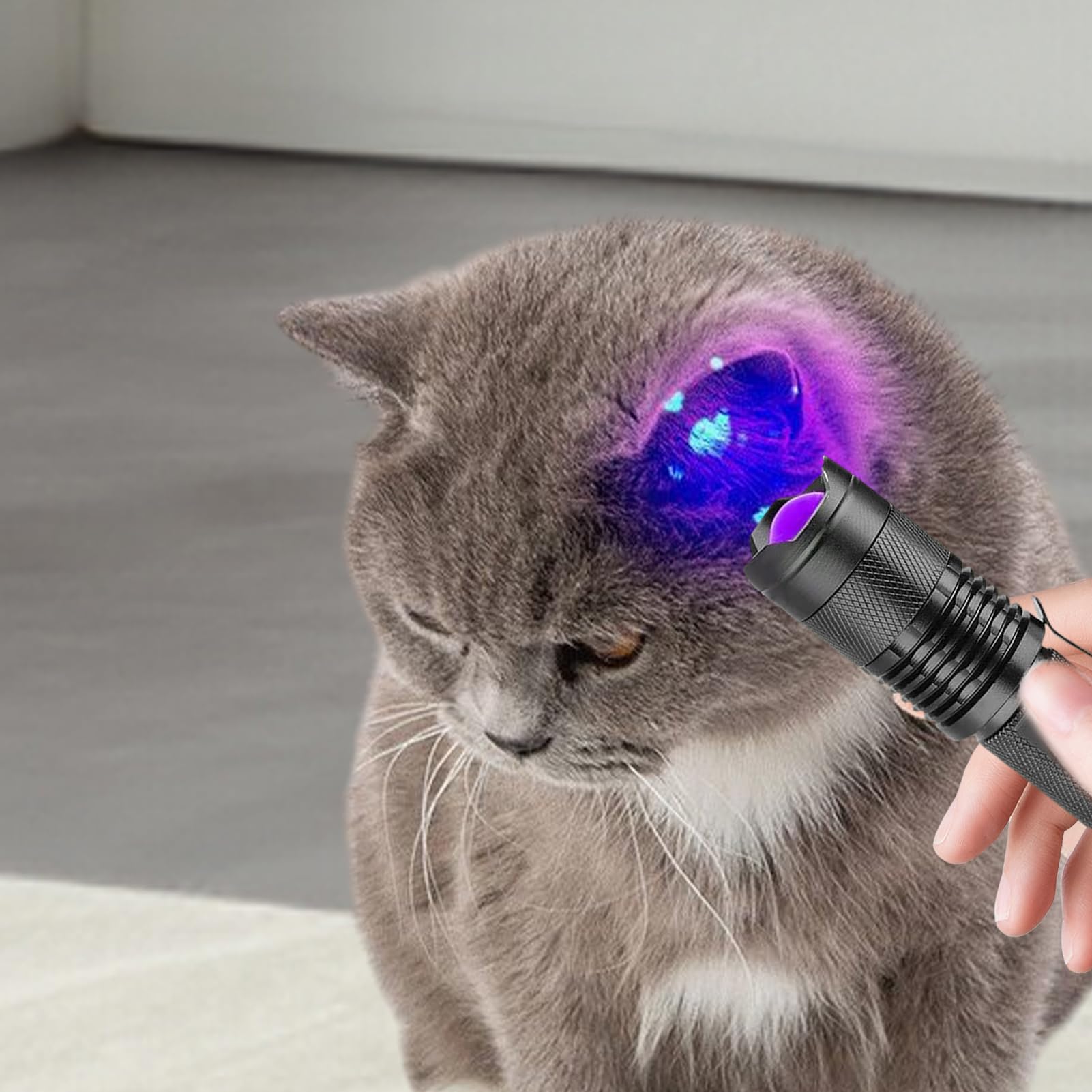 Linterna UV – Linterna UV, detector de luz negra ultra violeta de 395 NM – Linterna de mano portátil LED, aleación de aluminio AA/batería de litio – Enfoques ajustables para de
