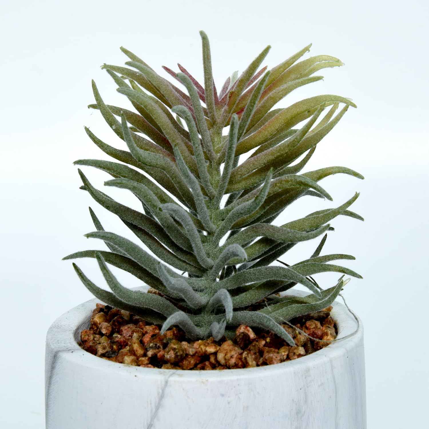Cortina Potted Plant Eco Sustainable Flower for Home - Multicolor-3 3