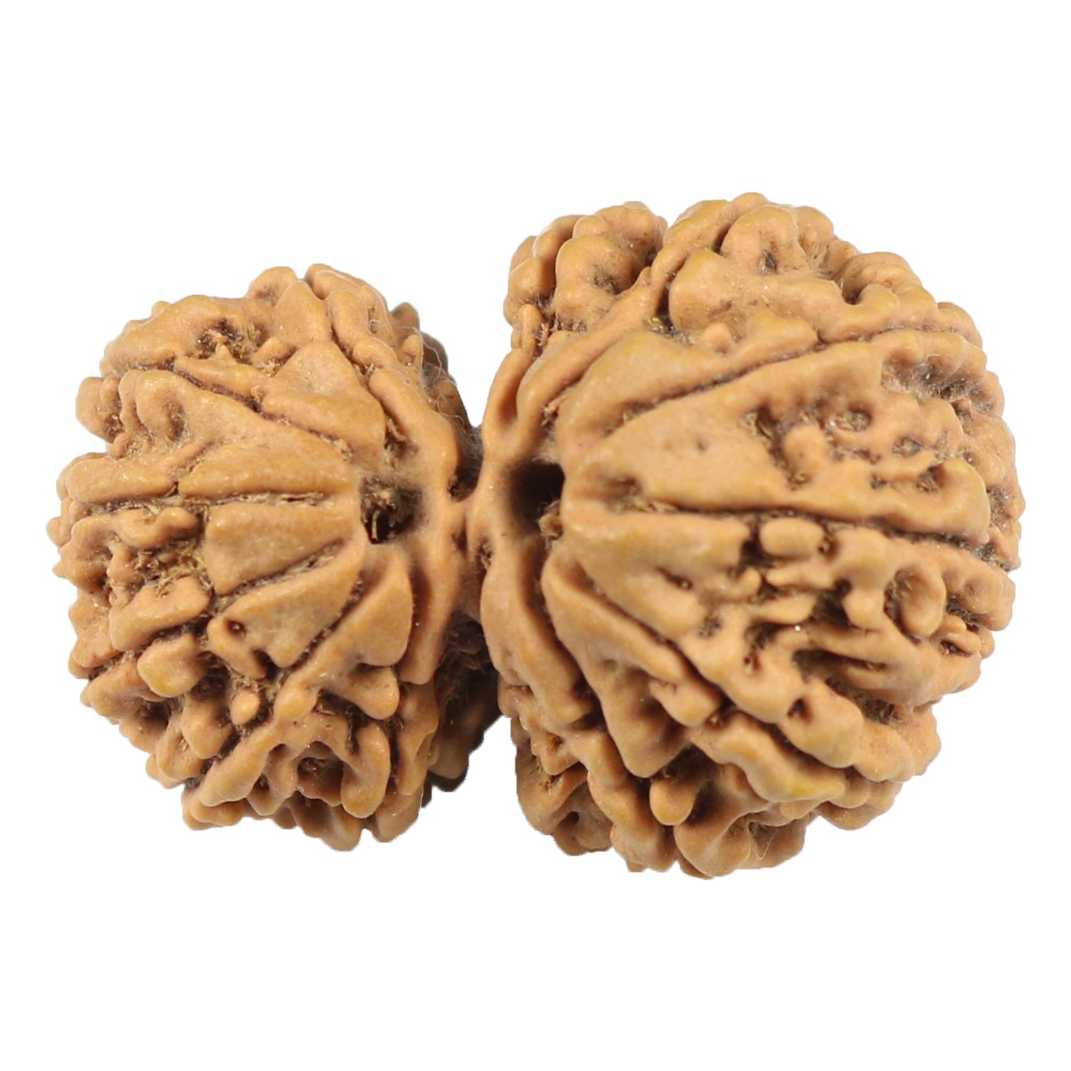 SSG Collections Lab Certified Gauri Shankar Rudraksha, Indonesia/Java Originated Rudrakash (Brown)