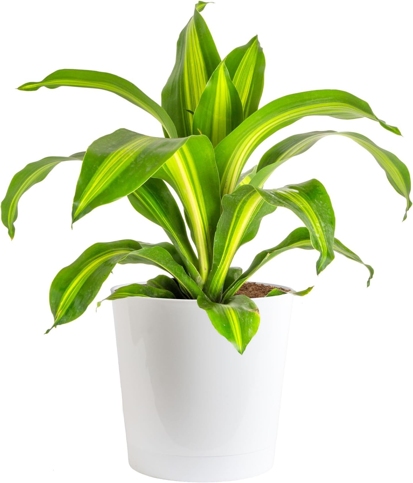 Dracaena Golden Heart Live Indoor Plant, Easy to Grow Houseplant in Decor Plant Pot, Potting Soil Mix, Living Room Home and Office Decor, Housewarming Gift, 2-3 Feet Tall