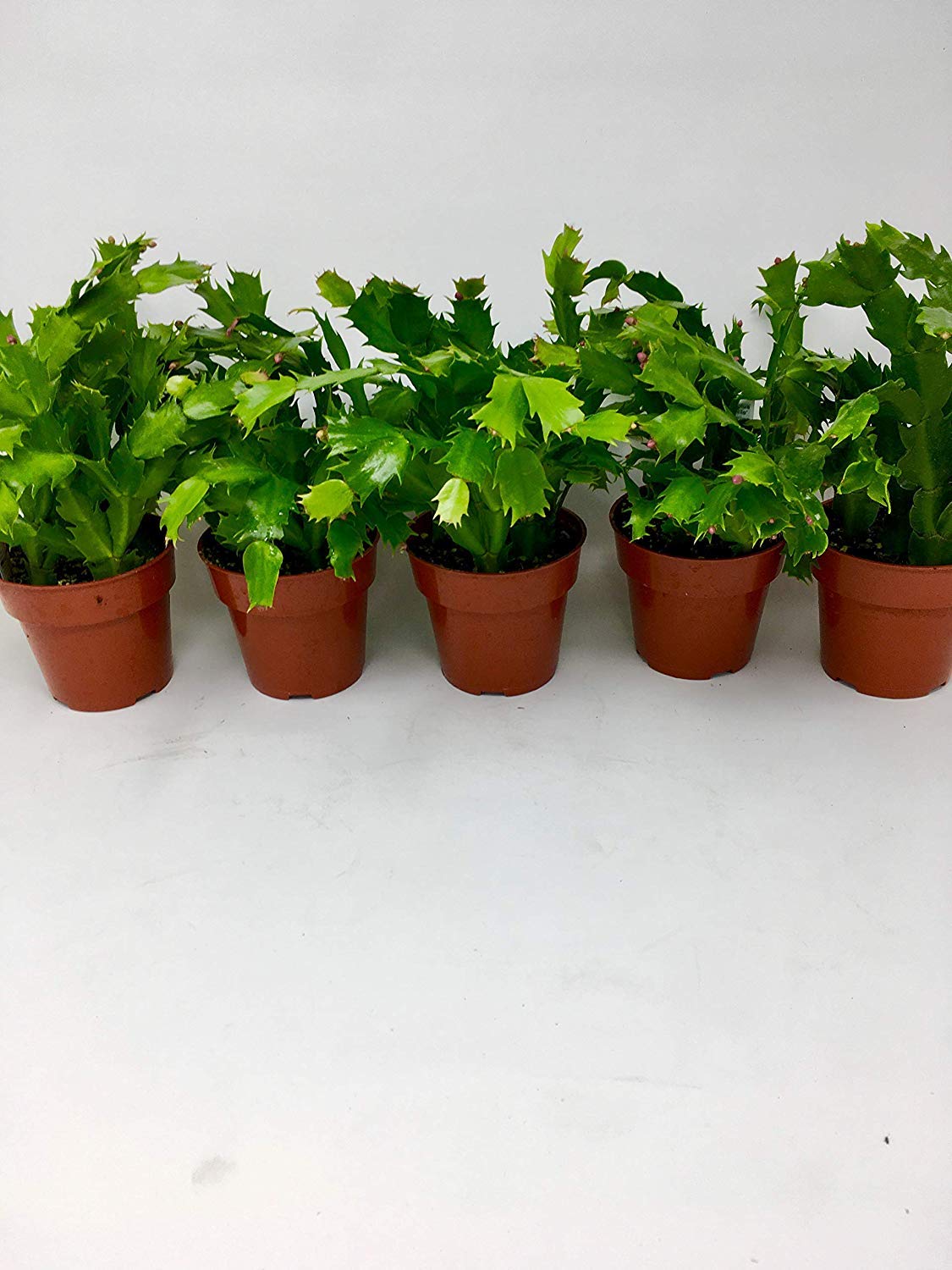 Christmas Cactus Party Plant Zygocactus
