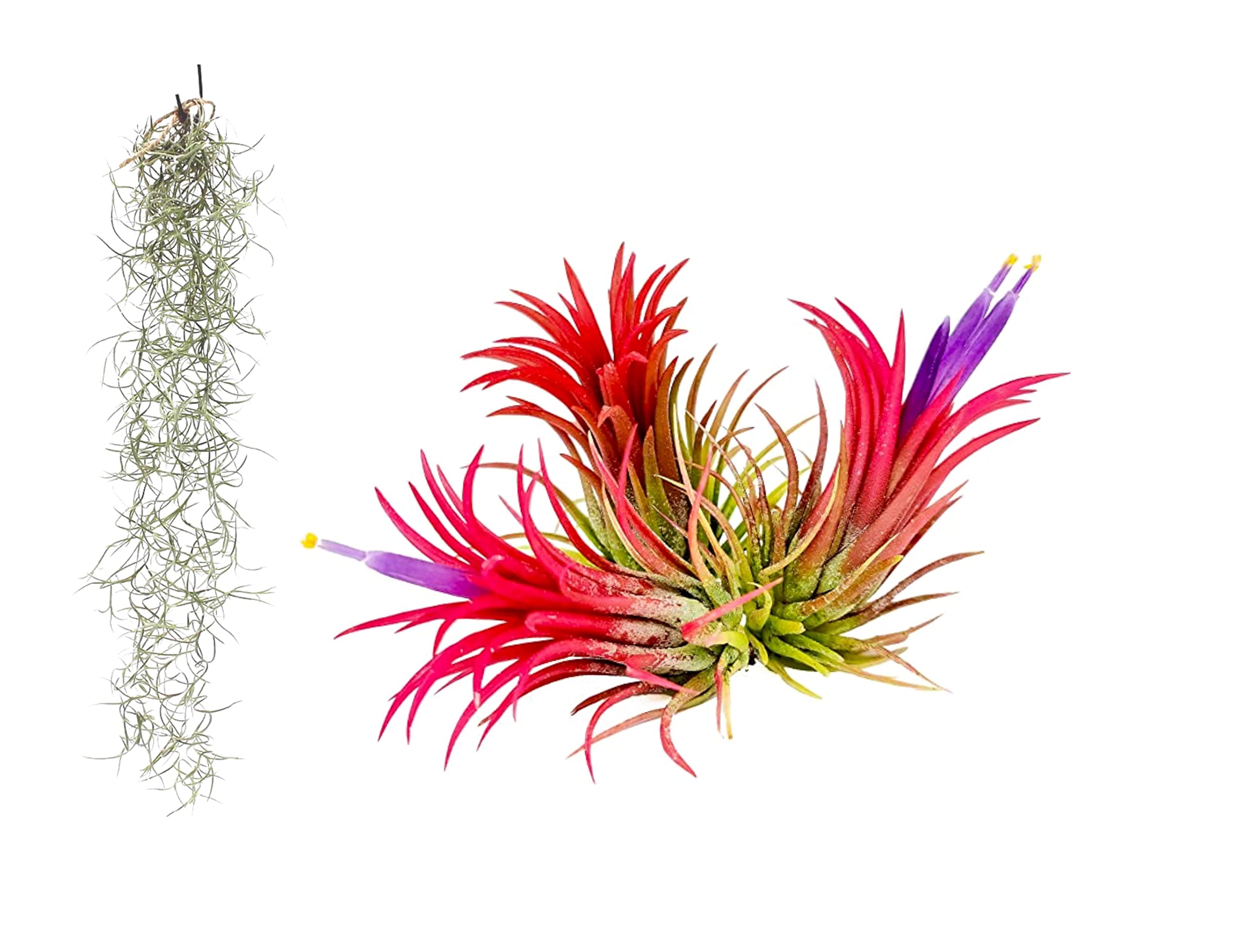 4 x air Plants Set - Real Live air Plants - Tillandsia Usneoides Spanish Moss - air Plant and 3 x red Tillandsia Ionantha Rubra Air Plants