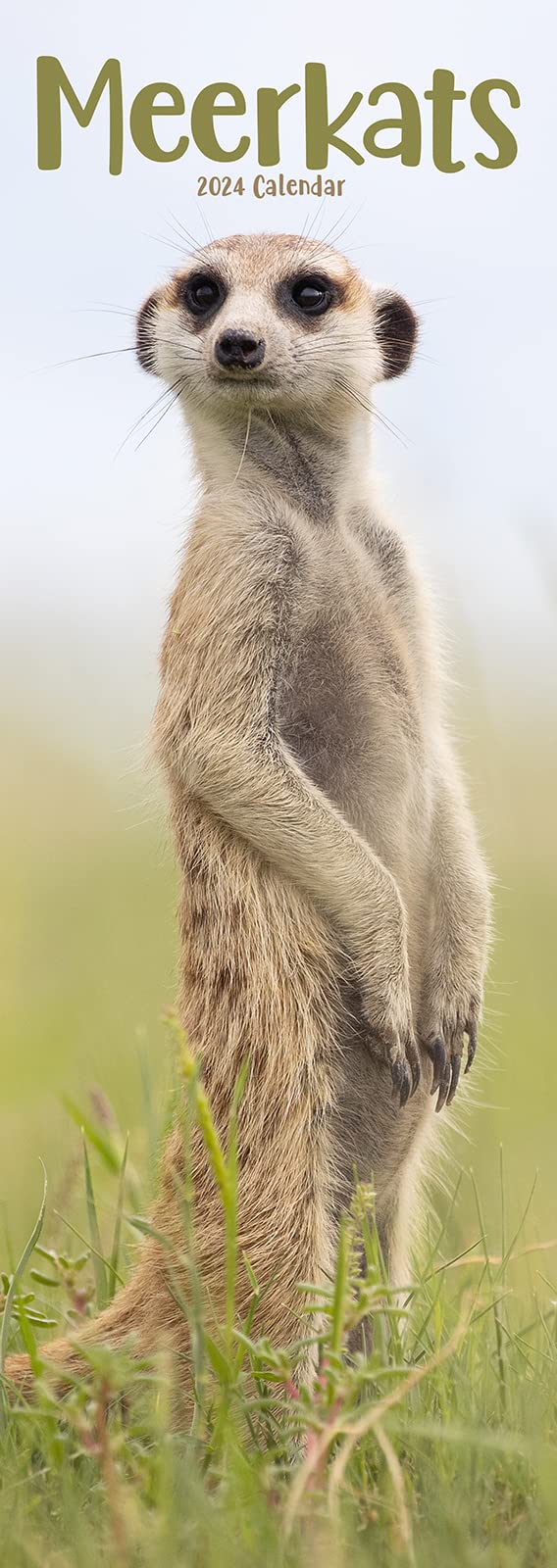 Meerkats - Erdmännchen 2024