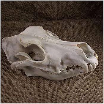 Amazon.co.jp: 犬の頭骨モデル動物樹脂彫刻モデルリアルな犬の