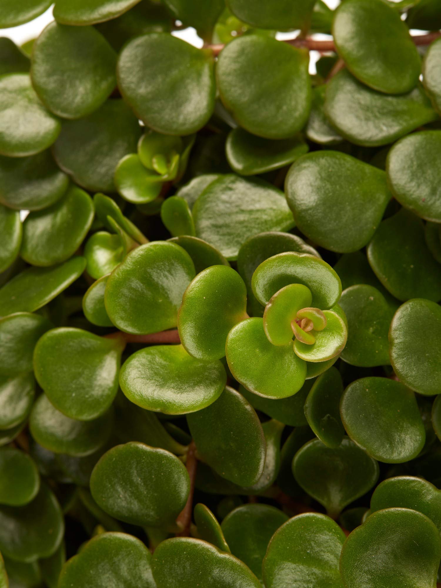 Zimmerpflanze von Botanicly  Fetthenne  Hhe: 15 cm  Sedum makinoi :  Amazon.de: Garten