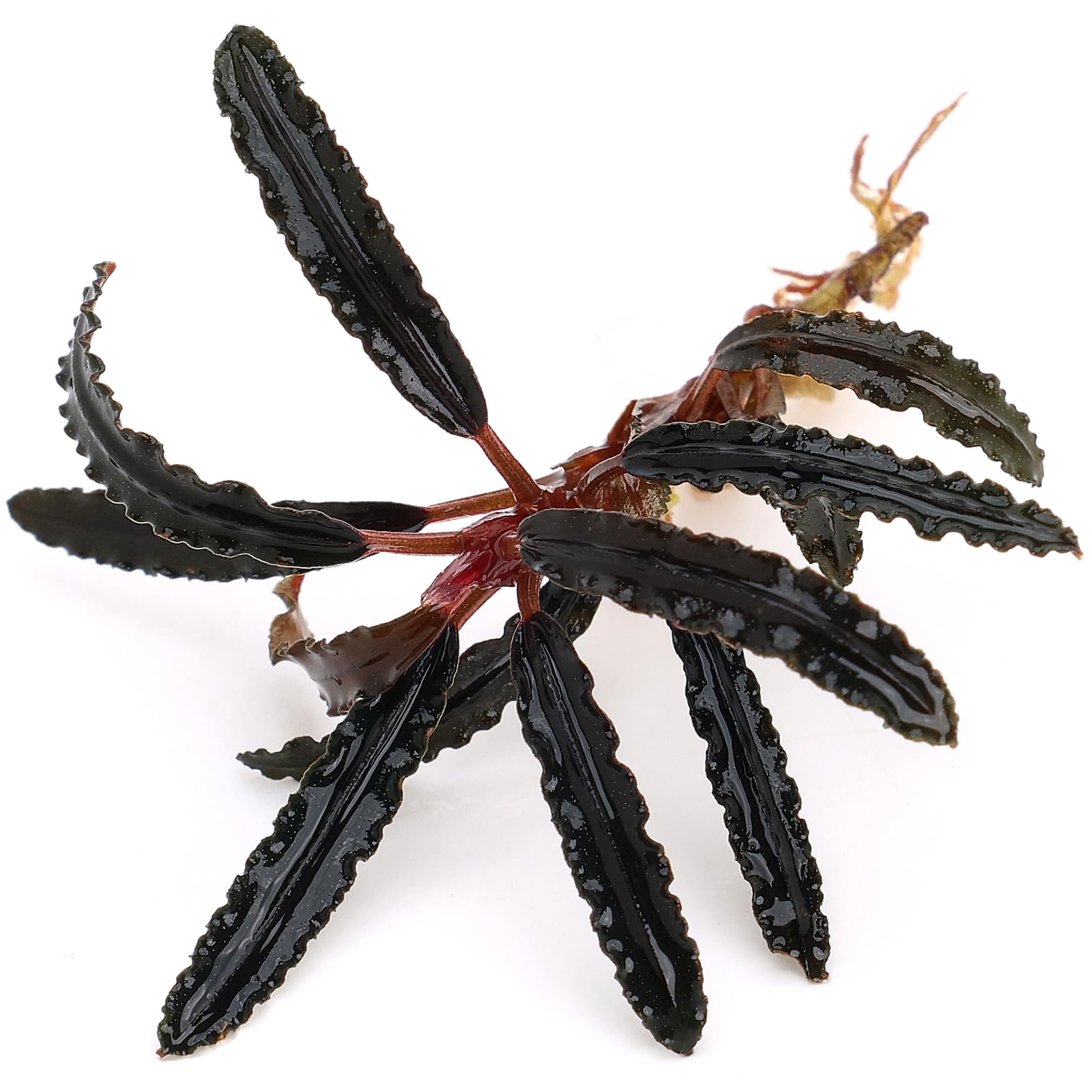 Bucephalandra Catherine Dark Carpet
