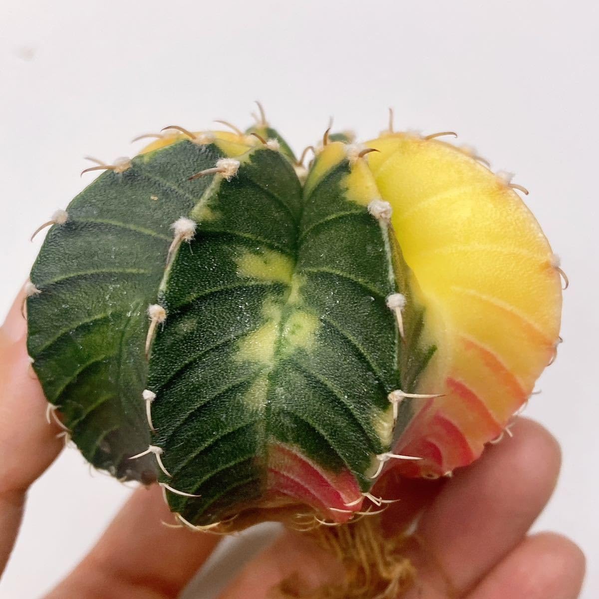 さぼてん様 楽天市場】サボテン 兜錦 3号 プラ鉢 さぼてん アストロフィツム