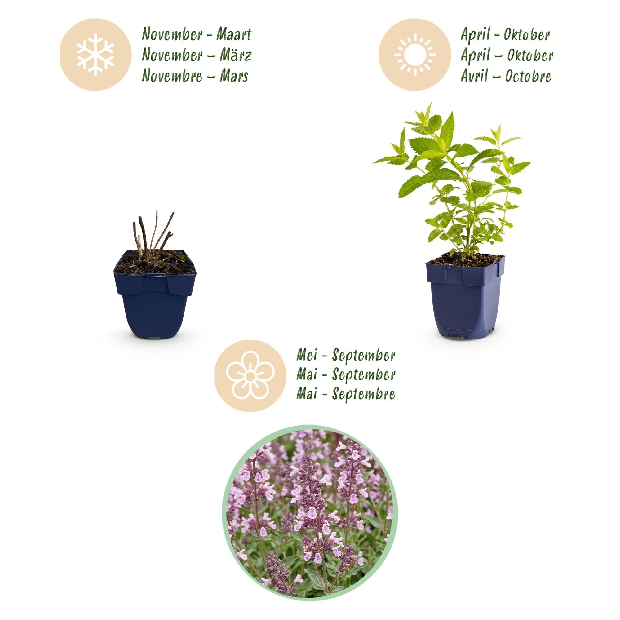 Nepeta Perenne per Giardino, Attira Api, Rosa Lilla, Set 12 Vaso 11cm