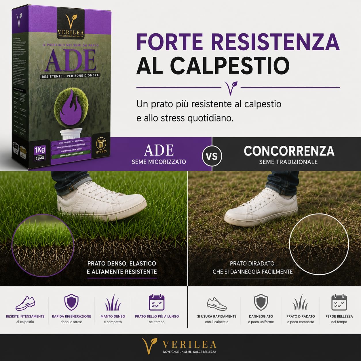 VERILEA ADE - Semi da Prato micorizzati per Zone d'Ombra, esteticamente superiore e resistenza elevata a siccità e calpestio. (10Kg per 350mq)