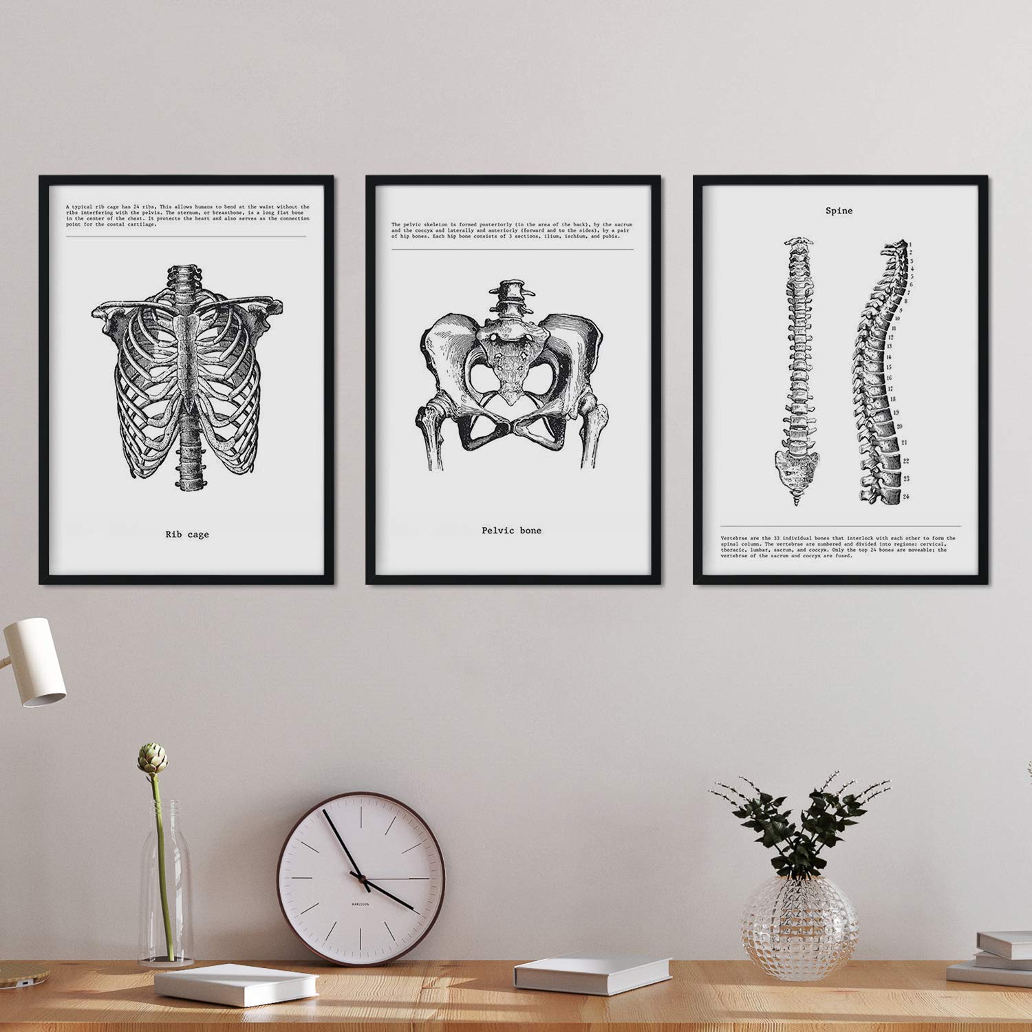 Nacnic Anatomy Posters Set of 3. Vintage Style Wall Decor Picture of Ribcage, Pelvis, Spine and Other Body Parts. Various Human Body and Anatomy Pictures Without Frame. Size A3