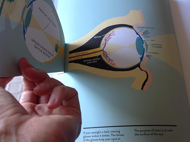 Anatomy:A Cutaway Look Inside the Human Body : Hélène Druvert