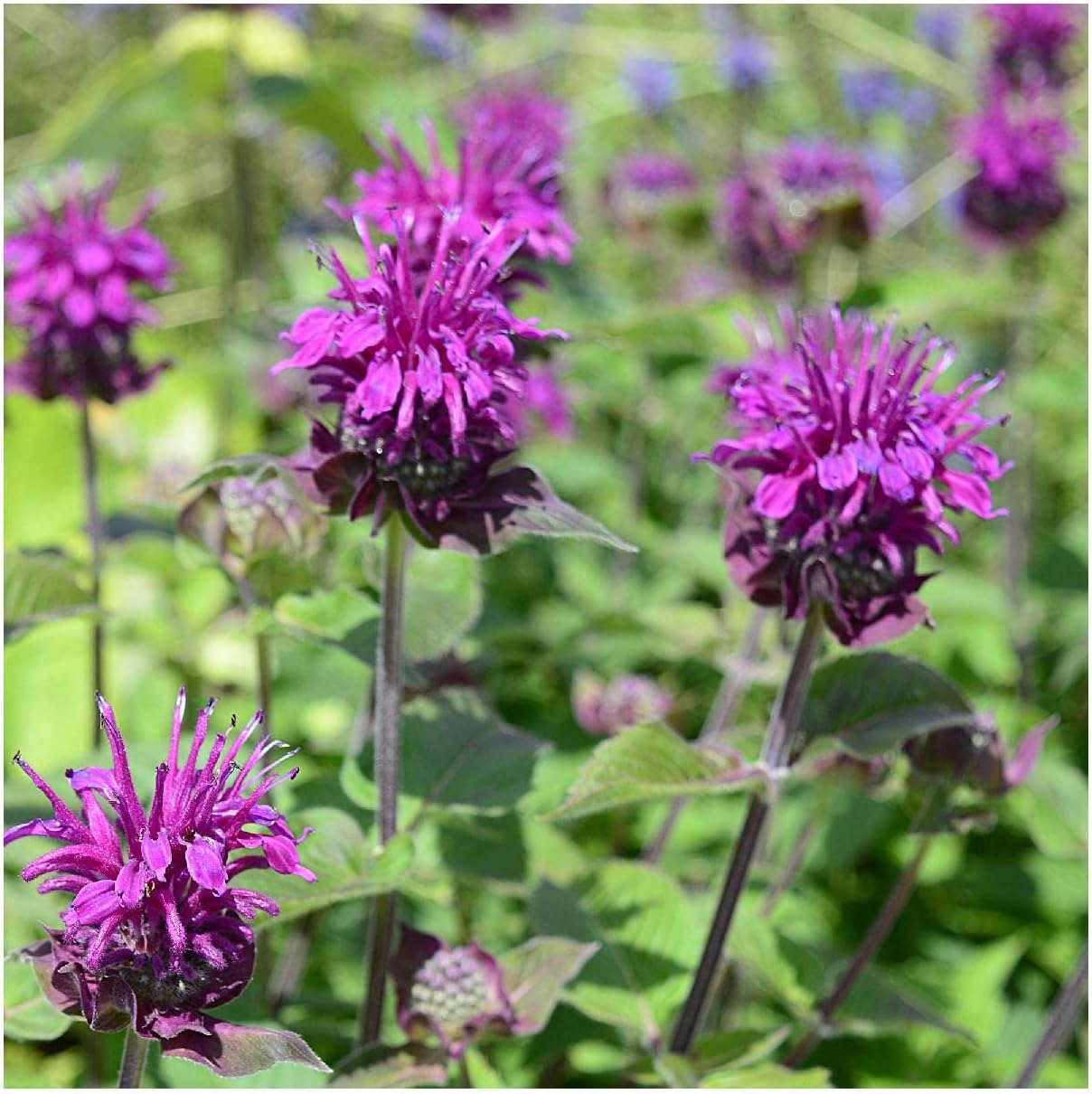 Everwilde Farms - 1/4 Lb Purple Bergamot Native Wildflower Seeds - Gold Vault