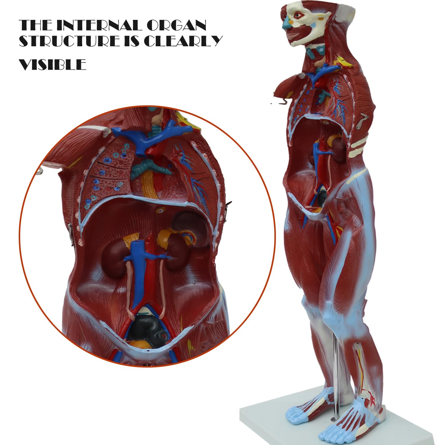 Anatomical Human Muscular Figure Model with 27 Removable Parts Human Muscle Organ Model Training Manikin Model with 27 Parts for Teaching 31.5'' Tall,1/2 lifesize