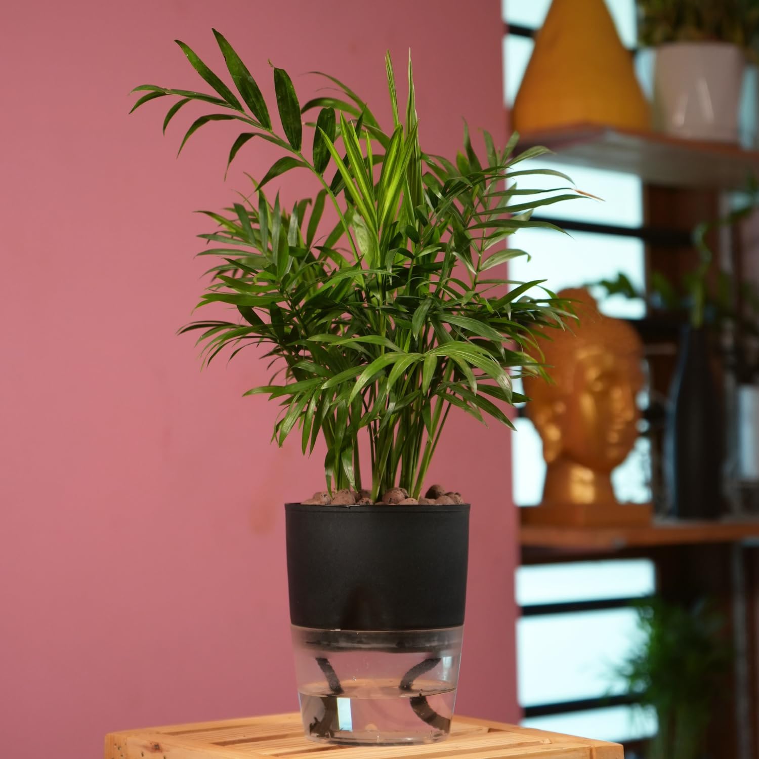 Hug A Plant | Chamaedorea Palm (Chamaedorea seifrizii) - Live Plant (With 4 Inch|11cm Self-Watering Pot & Plant) (Black) (B0C6JY2RJF) Amazon Price History, Amazon Price Tracker