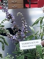 Vista 1 de 25 CHASTE BERRY TRE Vitex Agnus Castus Monk's Pepper Flower SeedsComb S/H