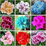 100+ Gemischte Geranien – 9 Farben, mehrjährig, ideal für Gärten & Balkone