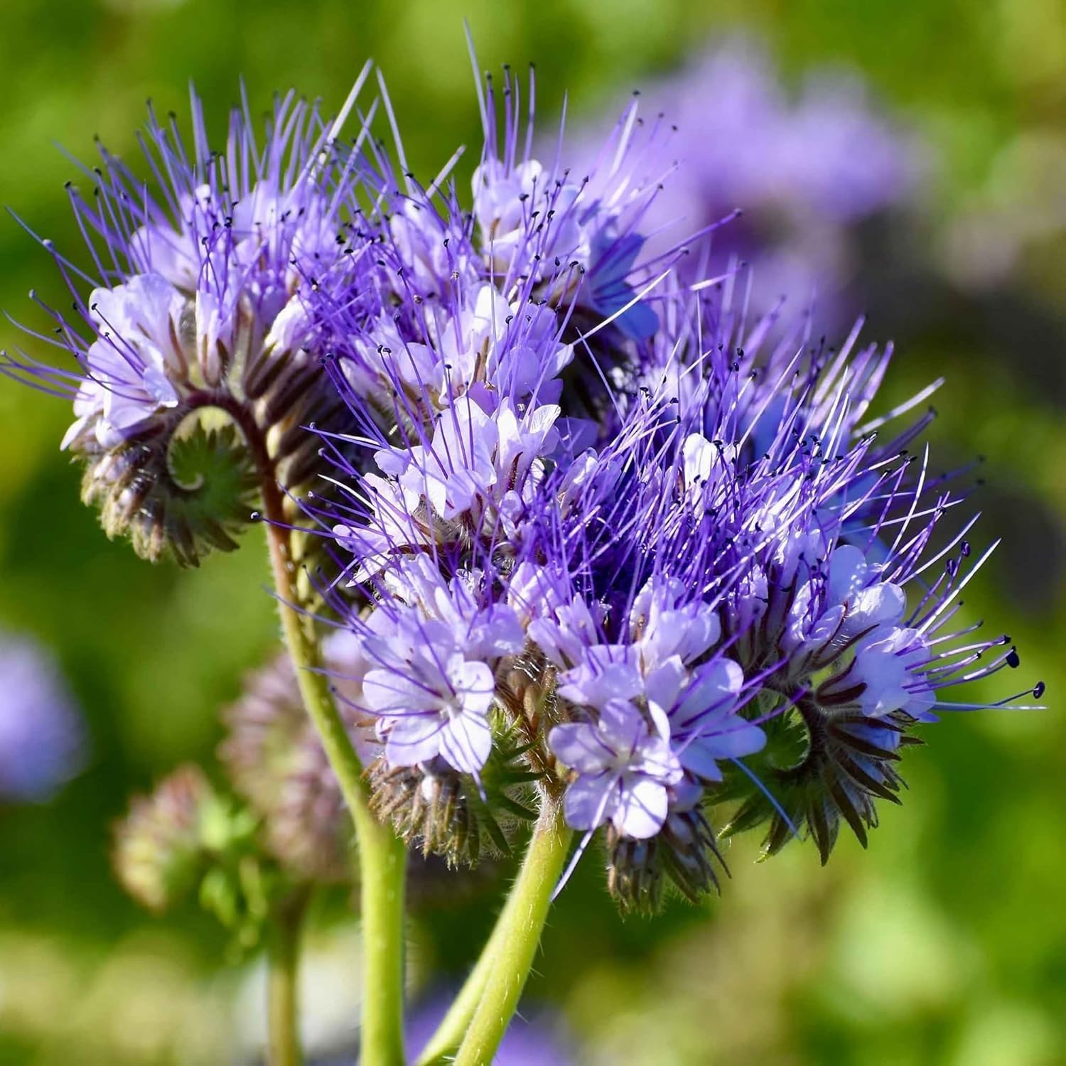 Lacy Phacelia Wildflower Seeds, 4999+ Seeds, Perennial Garden Flowers for Borders and Containers