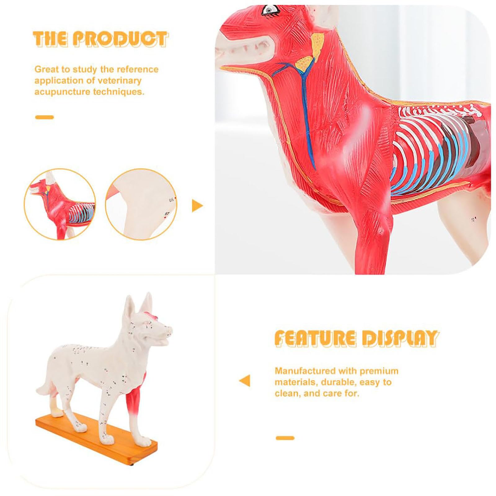 Modello Animale, Modello agopuntura Cani Modello agopuntura Cani Modello anatomico Cani Modello agopuntura Animali Strumento didattico Materiale Scolastico Decora Il Desktop