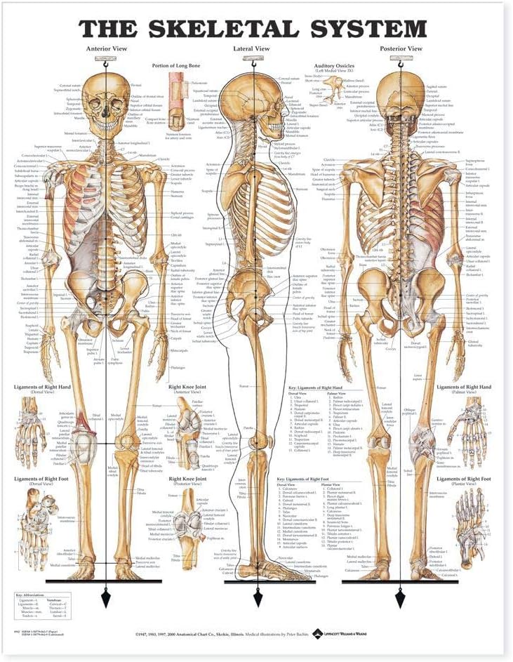 The Skeletal System Giant Chart