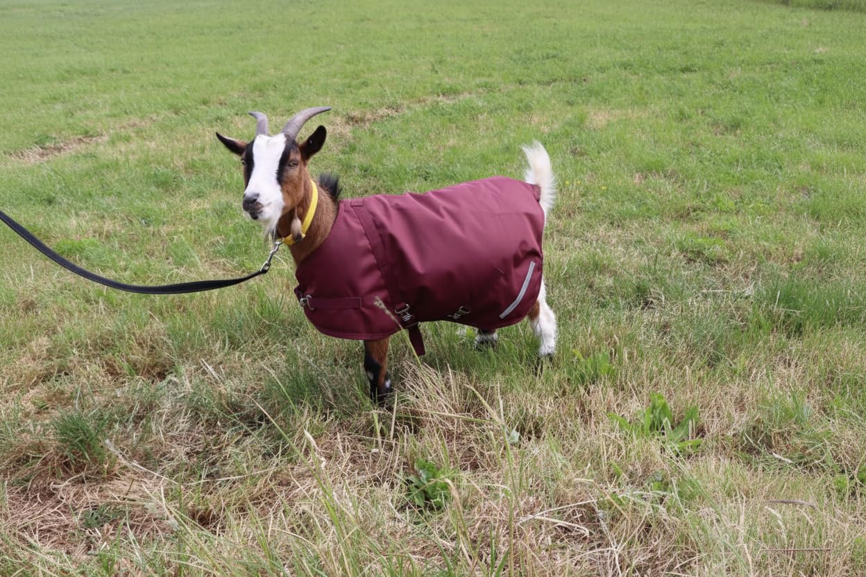 Ruggles Goat Coat - Waterproof Goat Rug (Wine, Large)