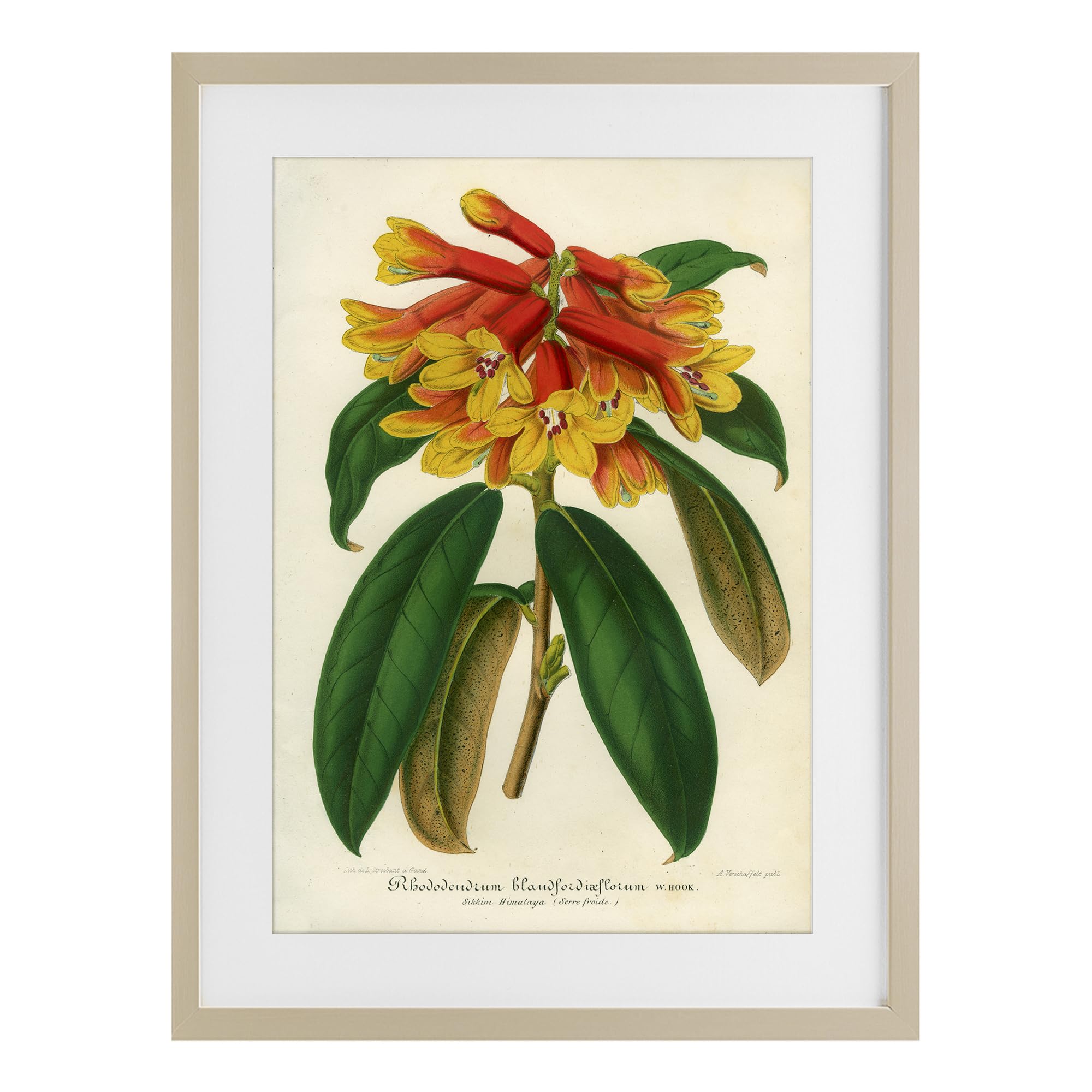 Stupell Industries Orange Yellow Rhododendron Botanical Wall Art for Dining Room, Lush Floral Illustration, 17 x 23 Inch Framed Matted Print Under Glass, by Print Collection, Made in USA Gift