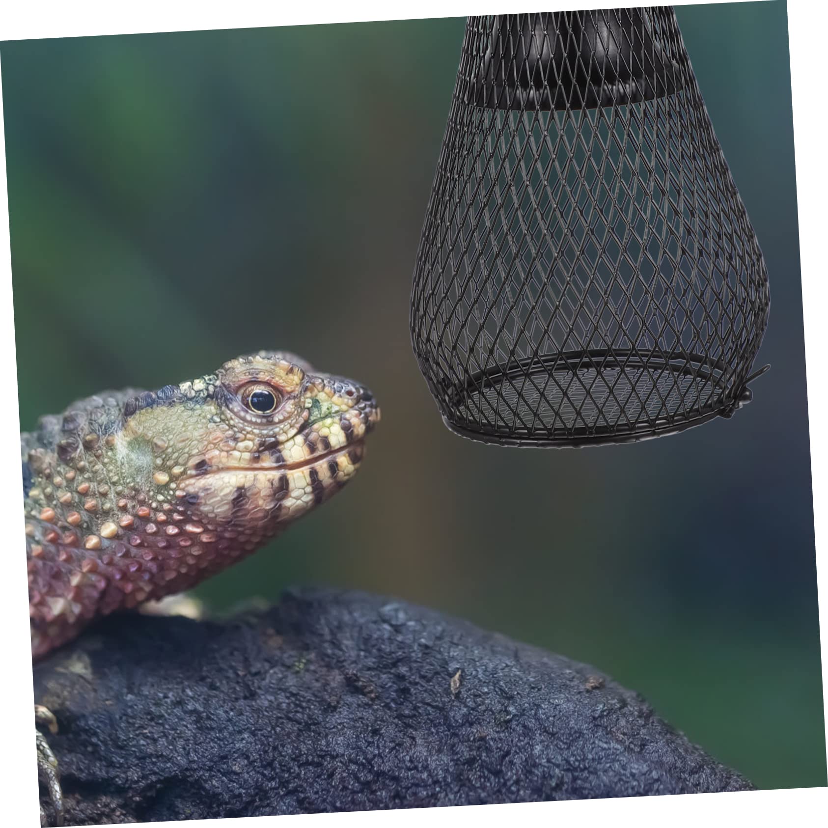 COLLBATH Couverture De Lampes Chauffantes pour Reptiles Antibrûlure Compatible avec Tortues Lézards Hamsters Accessoire pour Terrarium