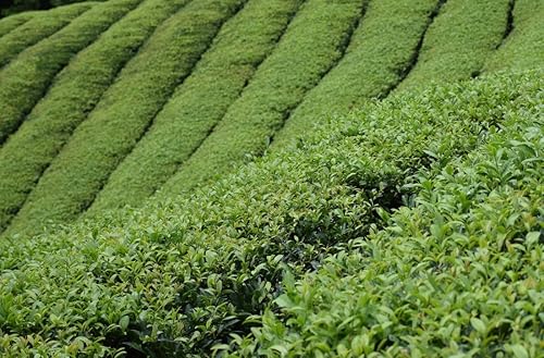 Miniatura 7 de Tea2Brew, Pagoda japonesa Pure Green Sencha Té de hojas sueltas 100 g3.52 oz por bolsa Paquete de 2