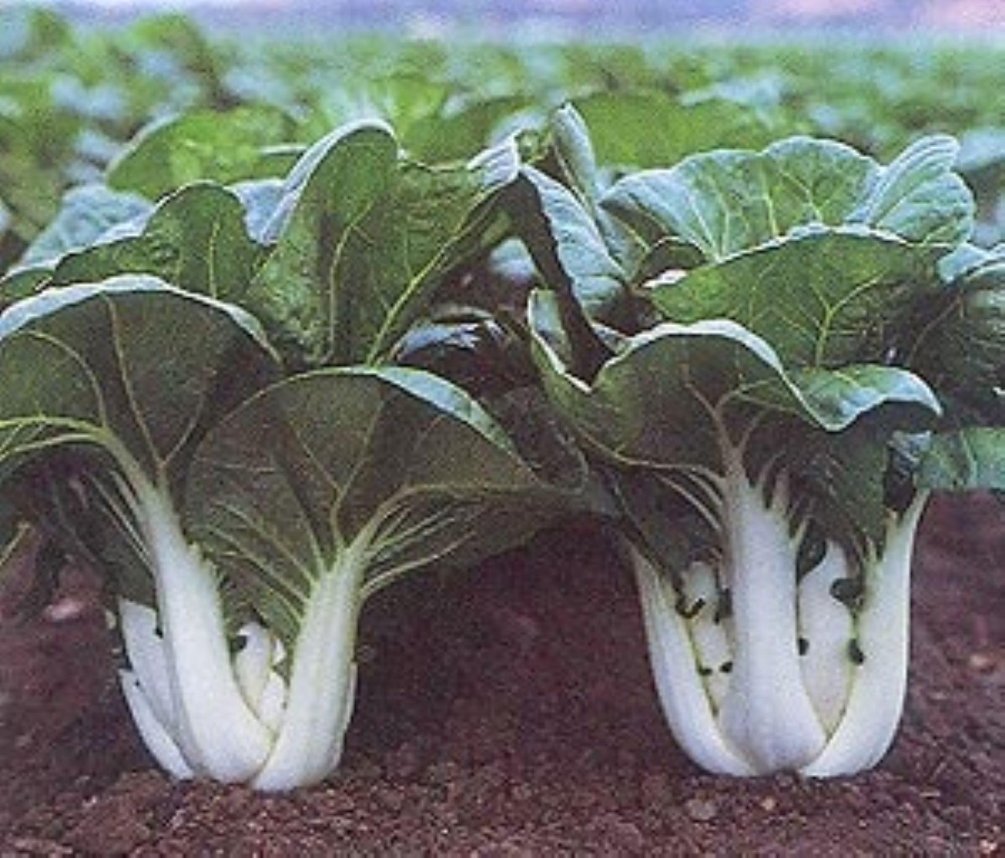 100 Pak Choi Win Win Seeds