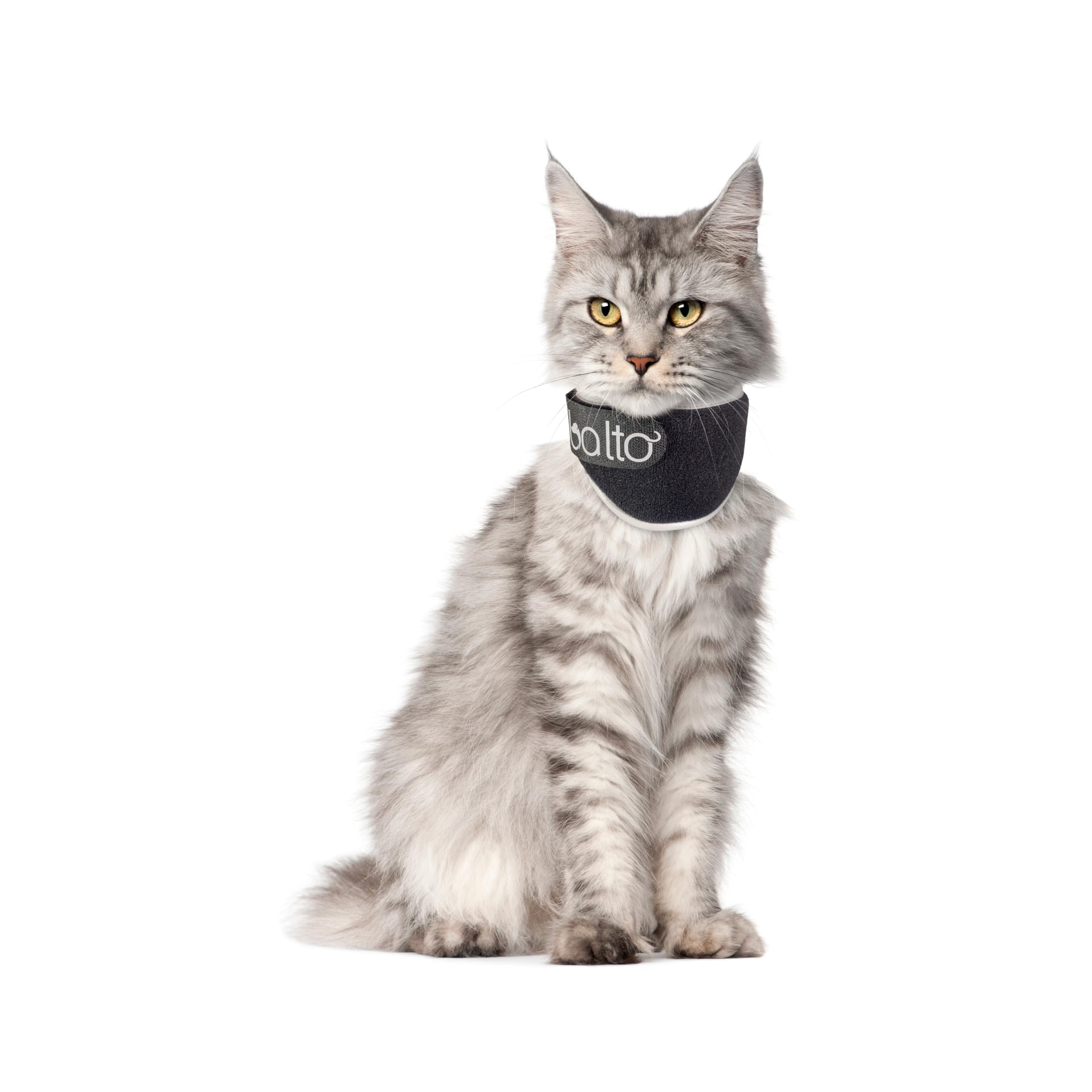 Feline Elizabethan Collar: Essential Guide for Cat Recovery