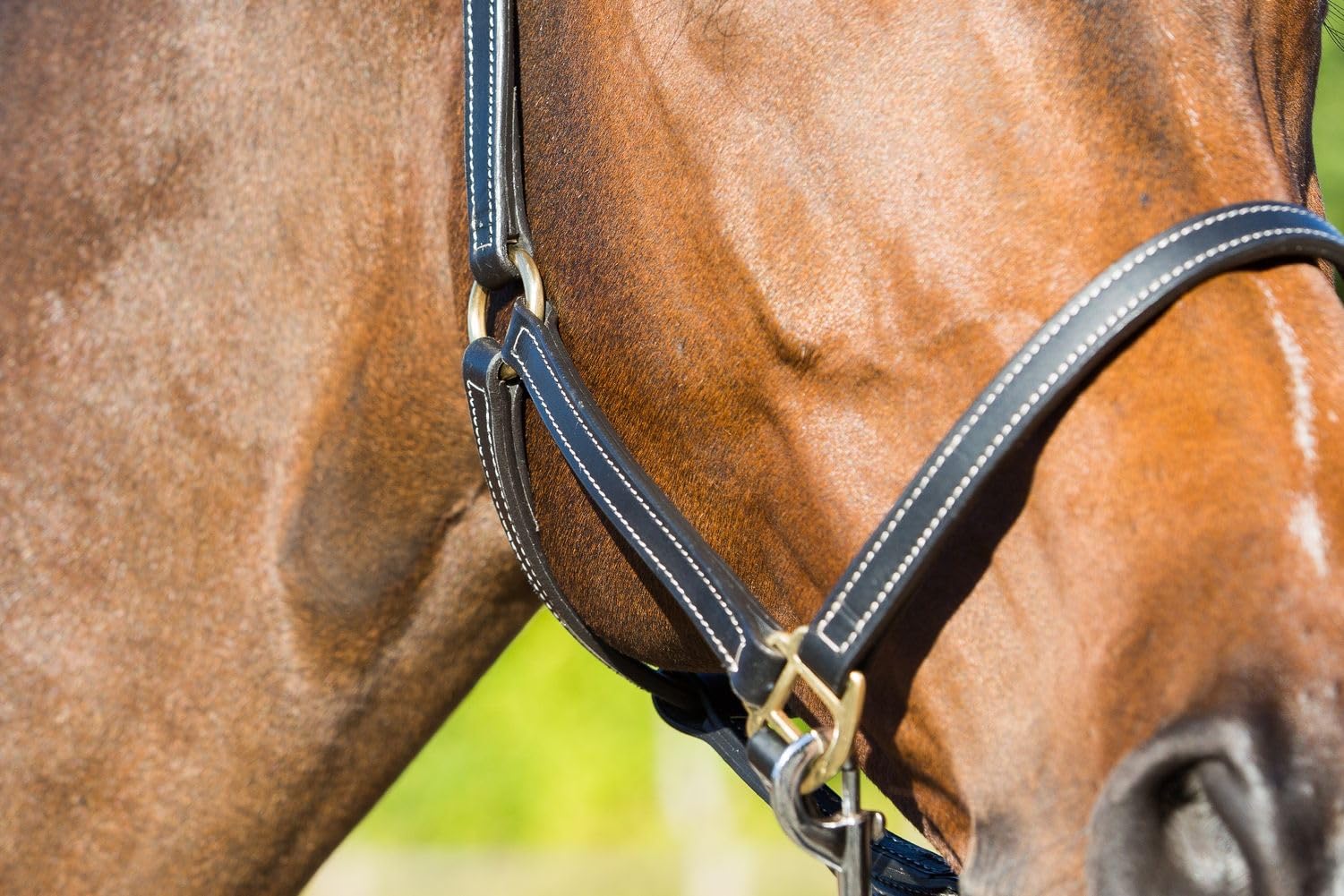 NETPROSHOP Jährlings-Halfter Dunkelblau - Verstellbar Für Junge Pferde