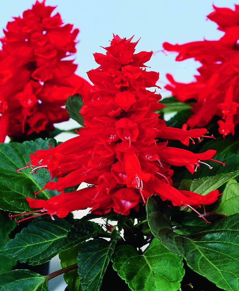 Planthub Salvia Seed, Scarlet Sage, Red Salvia Salvia splendens Flower Seeds - Pack of 40 Seeds (B07RC8TPVH) Amazon Price History, Amazon Price Tracker