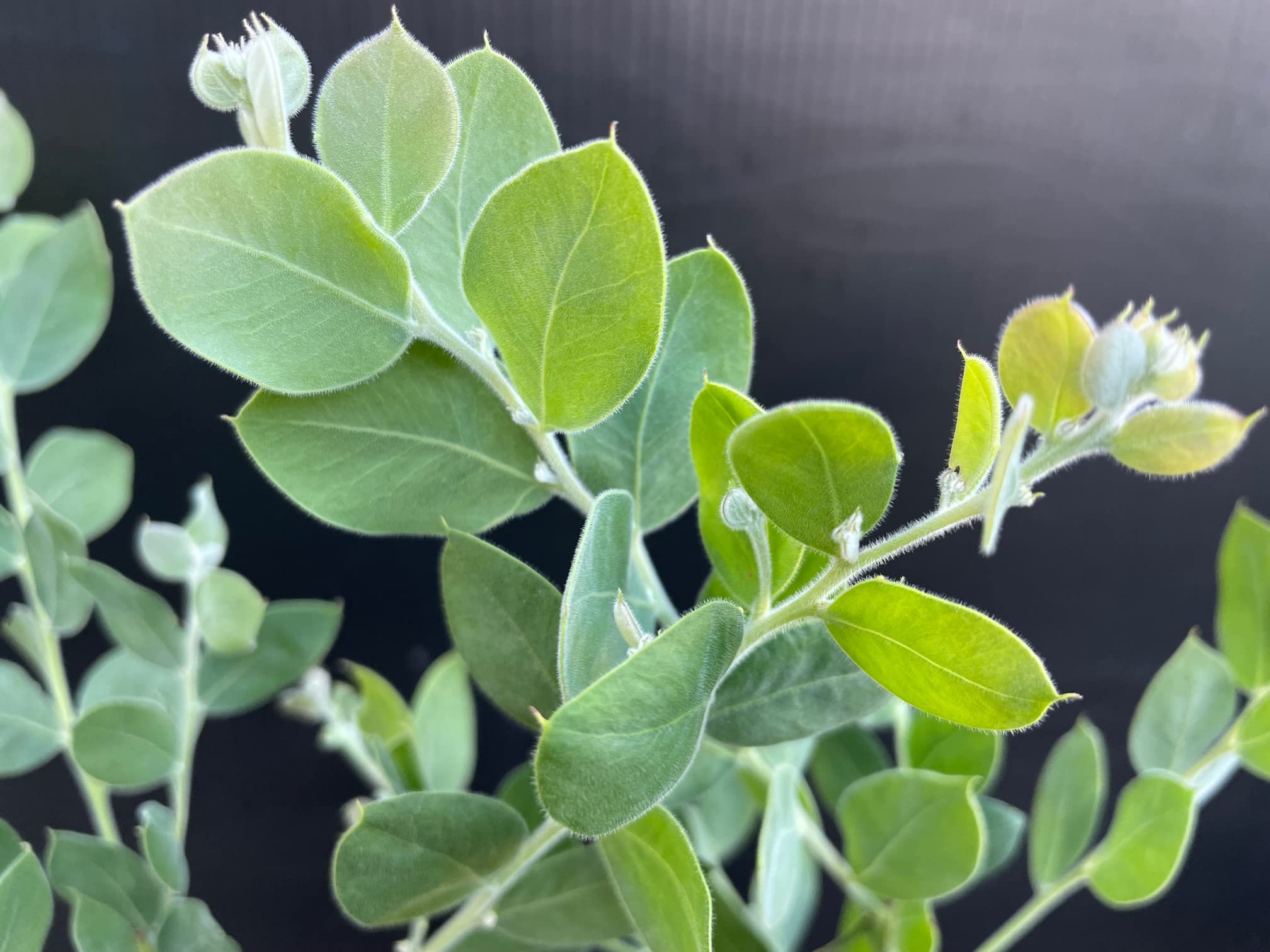 Amazon.co.jp: ドライフラワーにもなる 花【アカシア「パール」3.5号 2