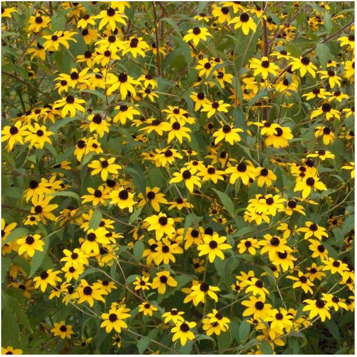 Everwilde Farms - 1 Lb Brown-Eyed Susan Native Wildflower Seeds - Gold Vault