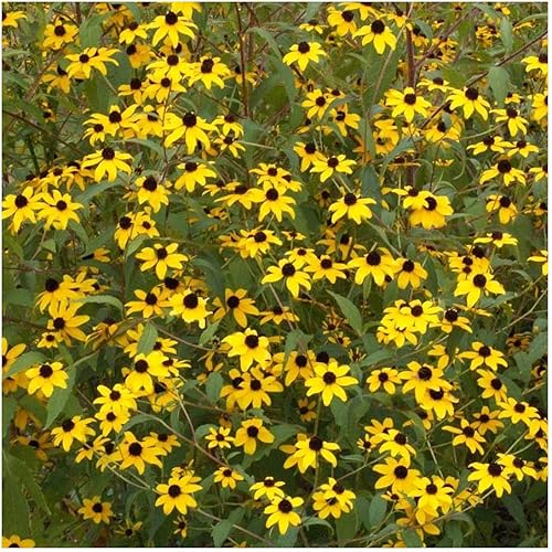 Miniatura 4 de Everwilde Farms - 2000 semillas de flores silvestres nativas de Susan de ojos marrones - Paquete de semillas jumbo Gold Vault